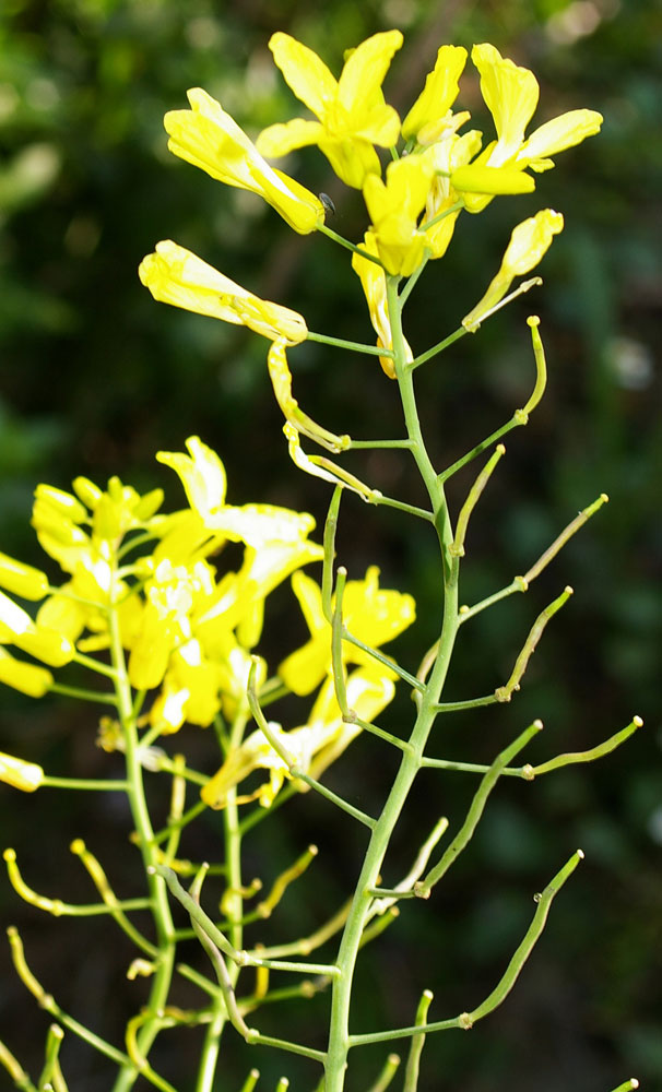 Brassica montana (=B. oleracea ssp. robertiana) / Cavolo selvatico